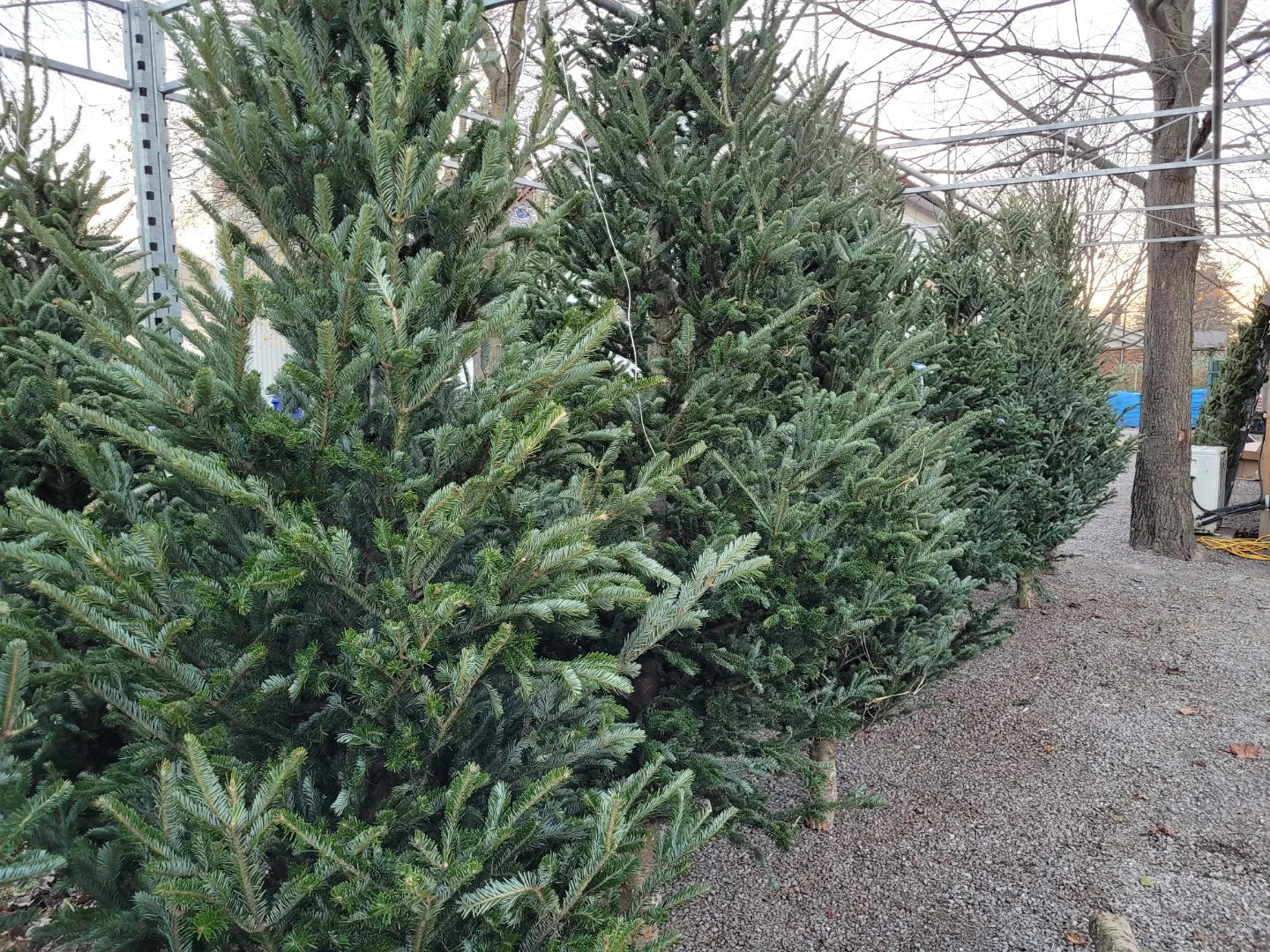 Cut Christmas Trees  - $10 Flat Rate for Delivery (see specific delivery dates in product description)