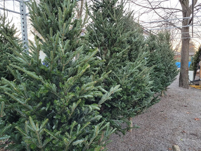 Cut Christmas Trees  - $10 Flat Rate for Delivery (see specific delivery dates in product description)