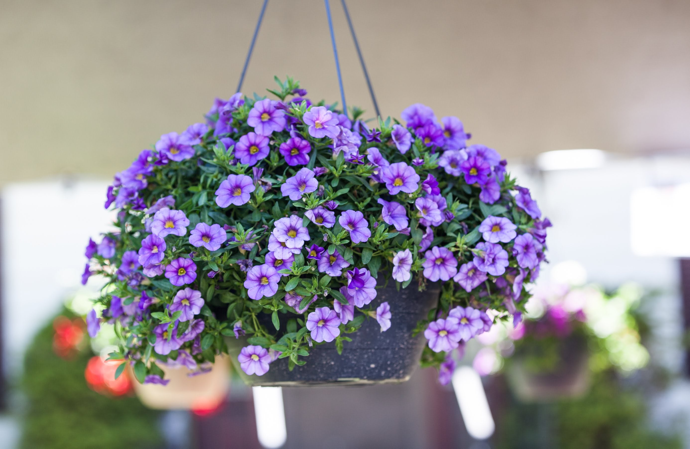 10" Hanging Baskets Solid Colour