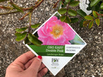 Load image into Gallery viewer, Rose - OSO Easy Double Pink
