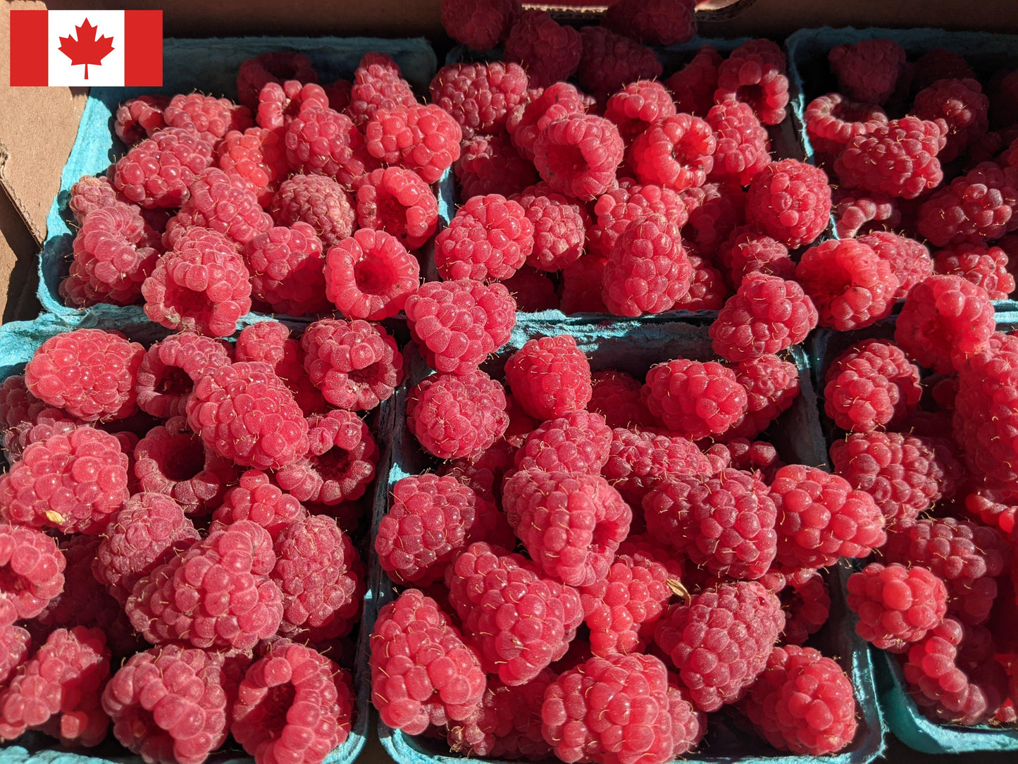 Local Raspberries