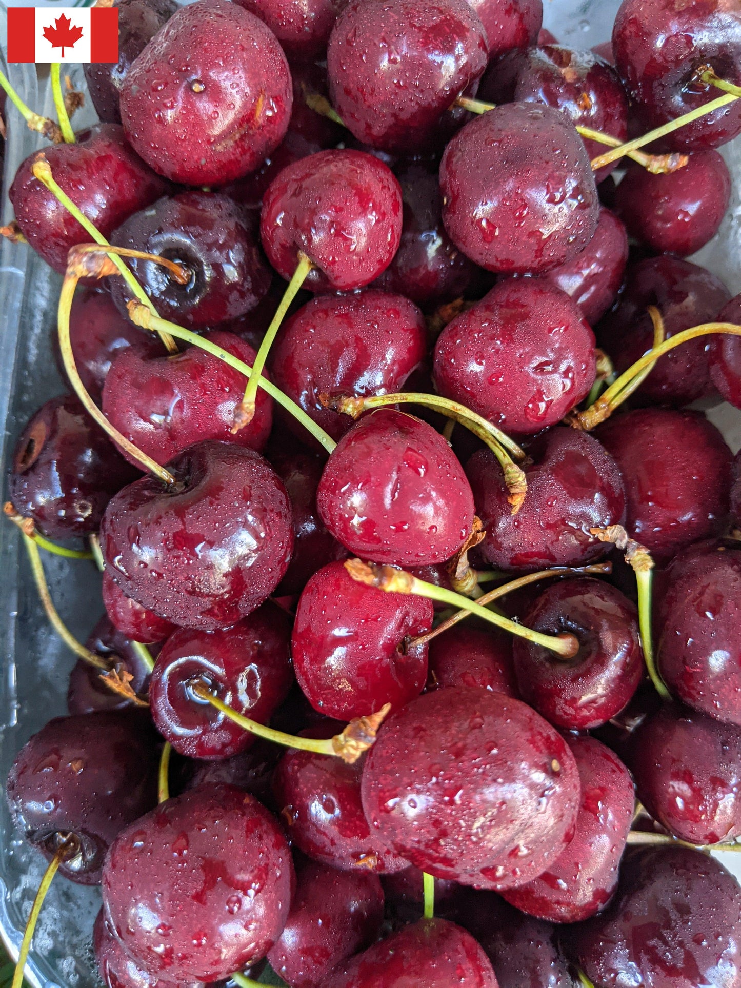 Local Sweet Cherries