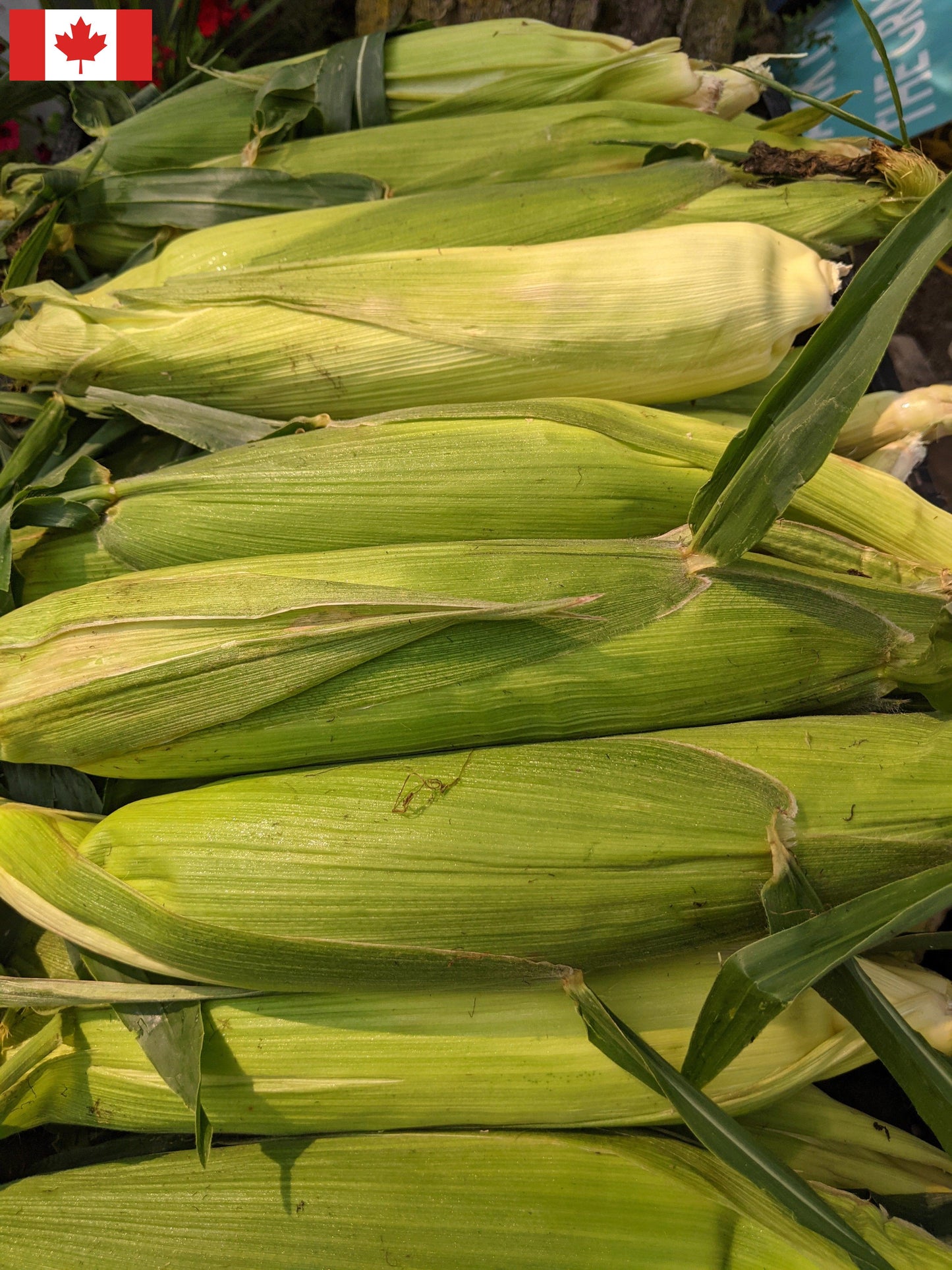 Local Sweet Corn