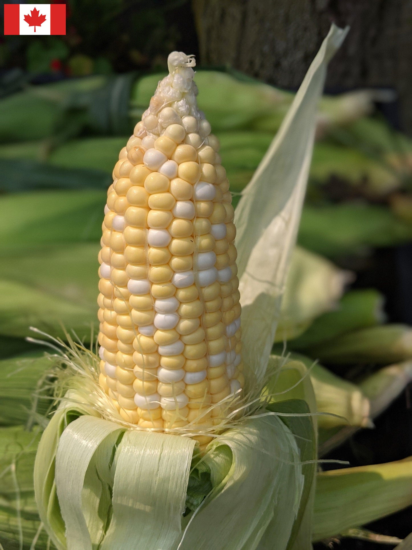 Local Sweet Corn