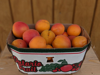 Apricots - Local