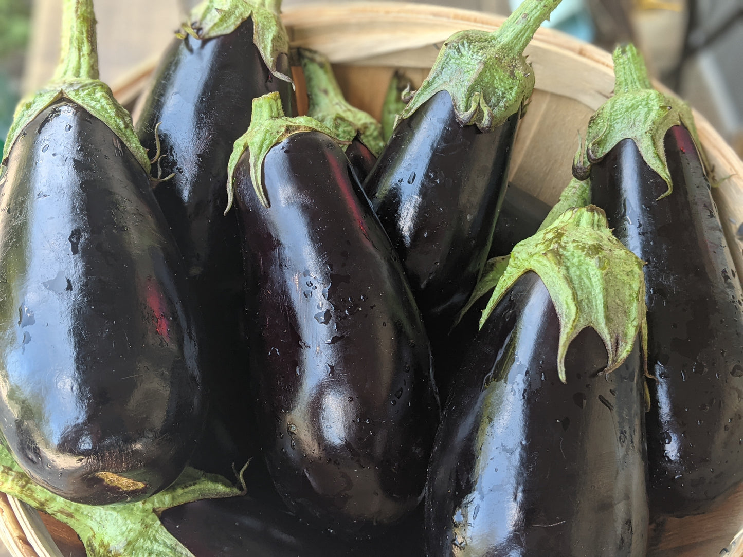 Eggplant - Local