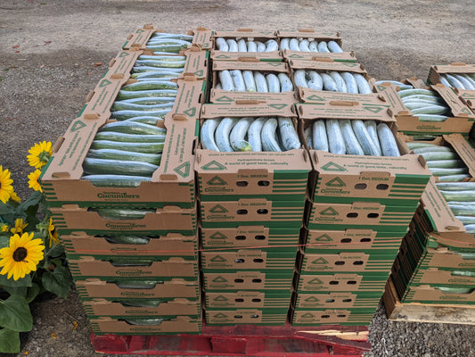 English Cucumber Boxes #2 - Local (homegrown)