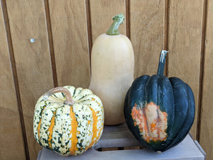 Squash - Local