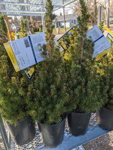 Dwarf Alberta Spruce - 1 Gallon