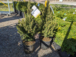 Load image into Gallery viewer, Dwarf Alberta Spruce - 1 Gallon
