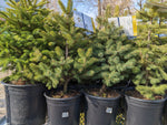 Load image into Gallery viewer, Colorado Blue Spruce - 2 Gallon
