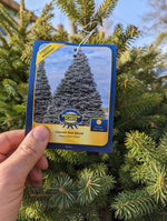 Load image into Gallery viewer, Colorado Blue Spruce - 2 Gallon
