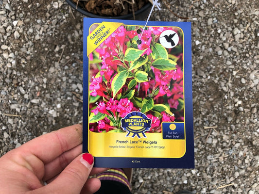 French Lace Weigela