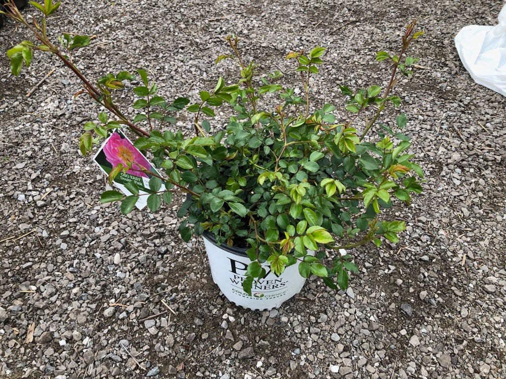 Rose - OSO Easy Double Pink