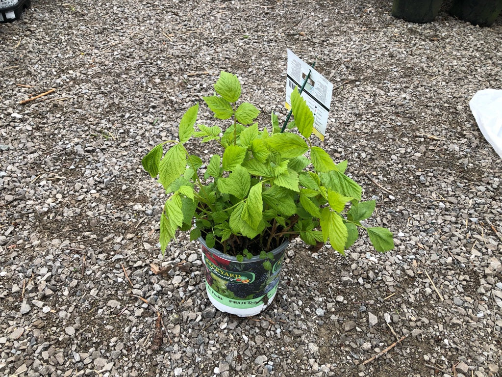 Heritage Raspberry