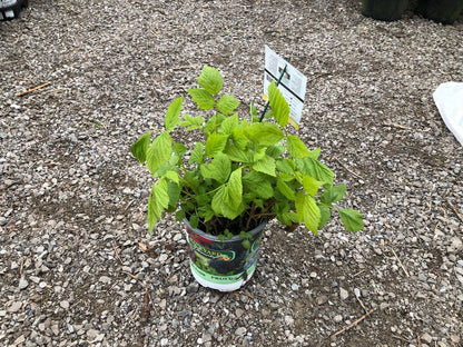 Heritage Raspberry