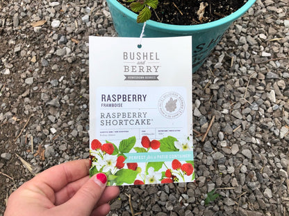 Raspberry Bush - Raspberry Shortcake