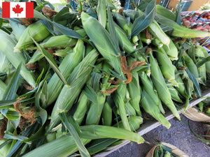 Local Sweet Corn