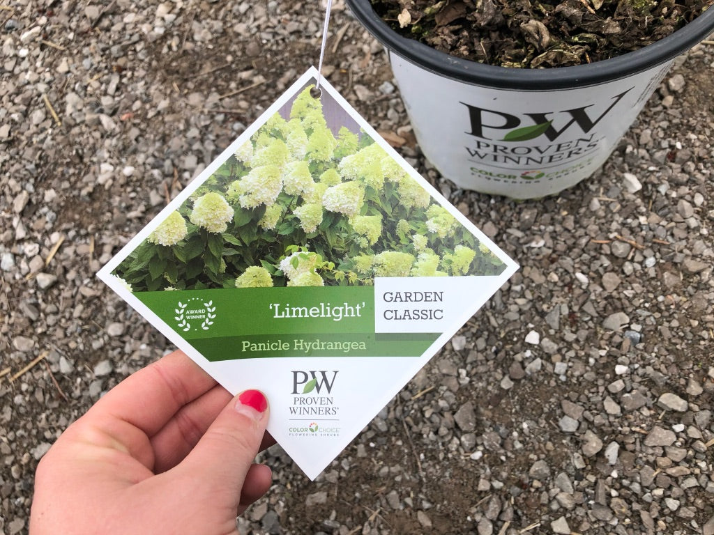 Hydrangea - Limelight 1 gallon