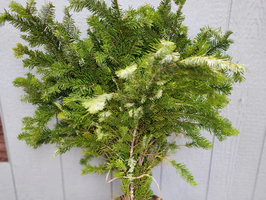 Fraser Fir Boughs