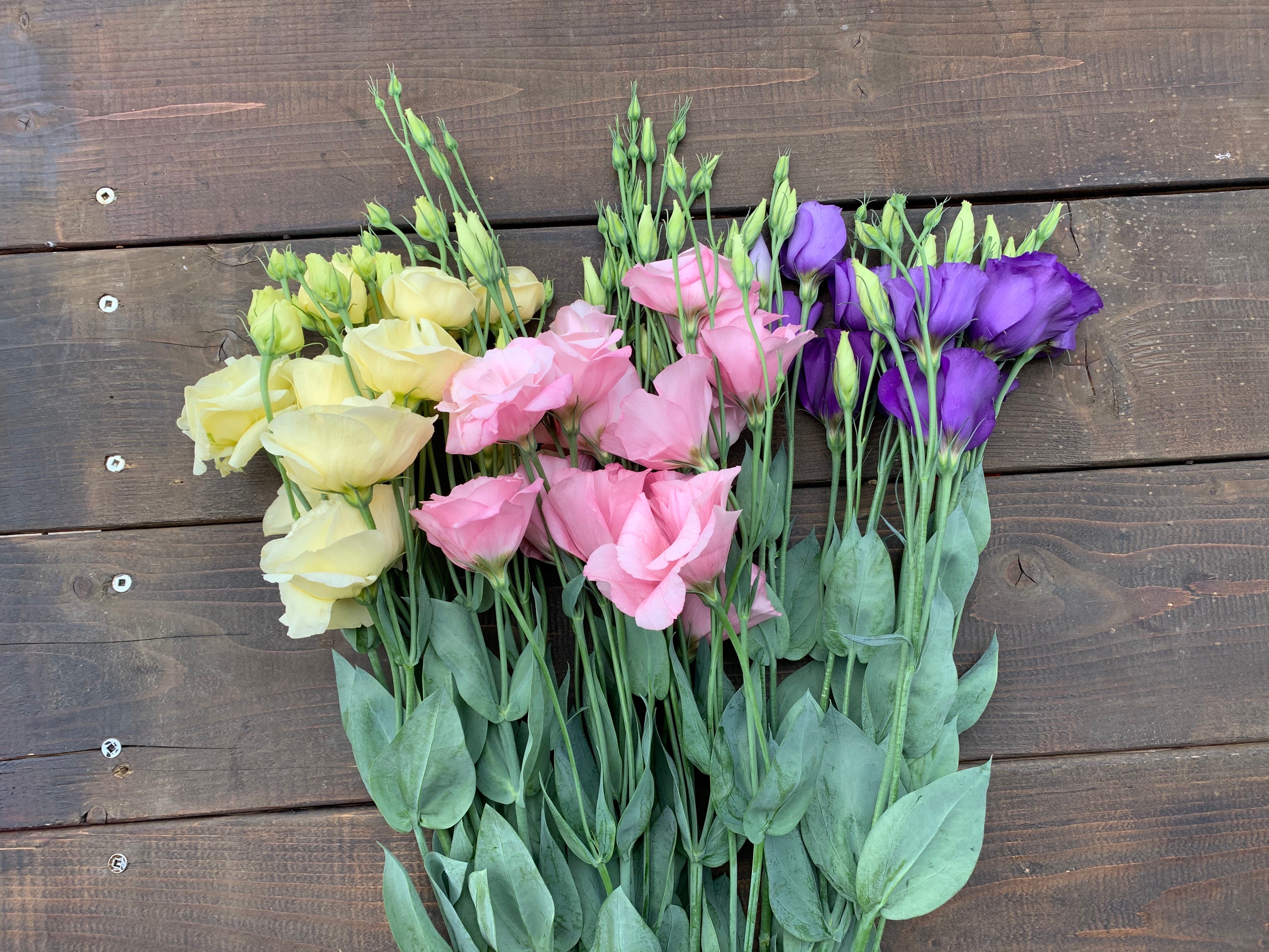 Lisianthus