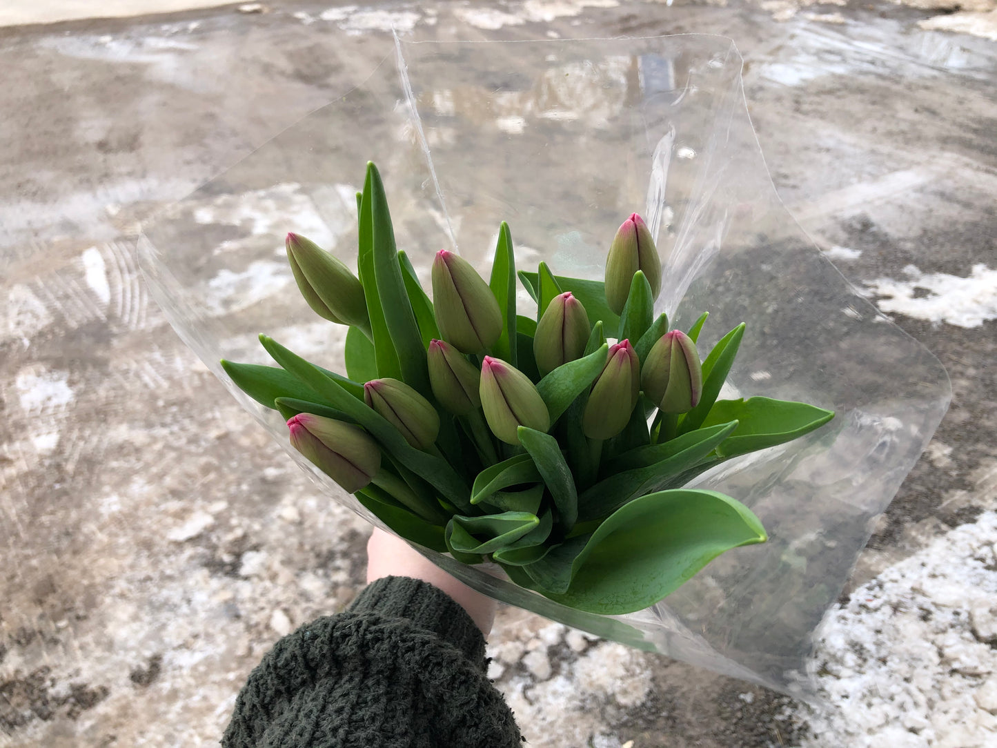 Cut Tulips