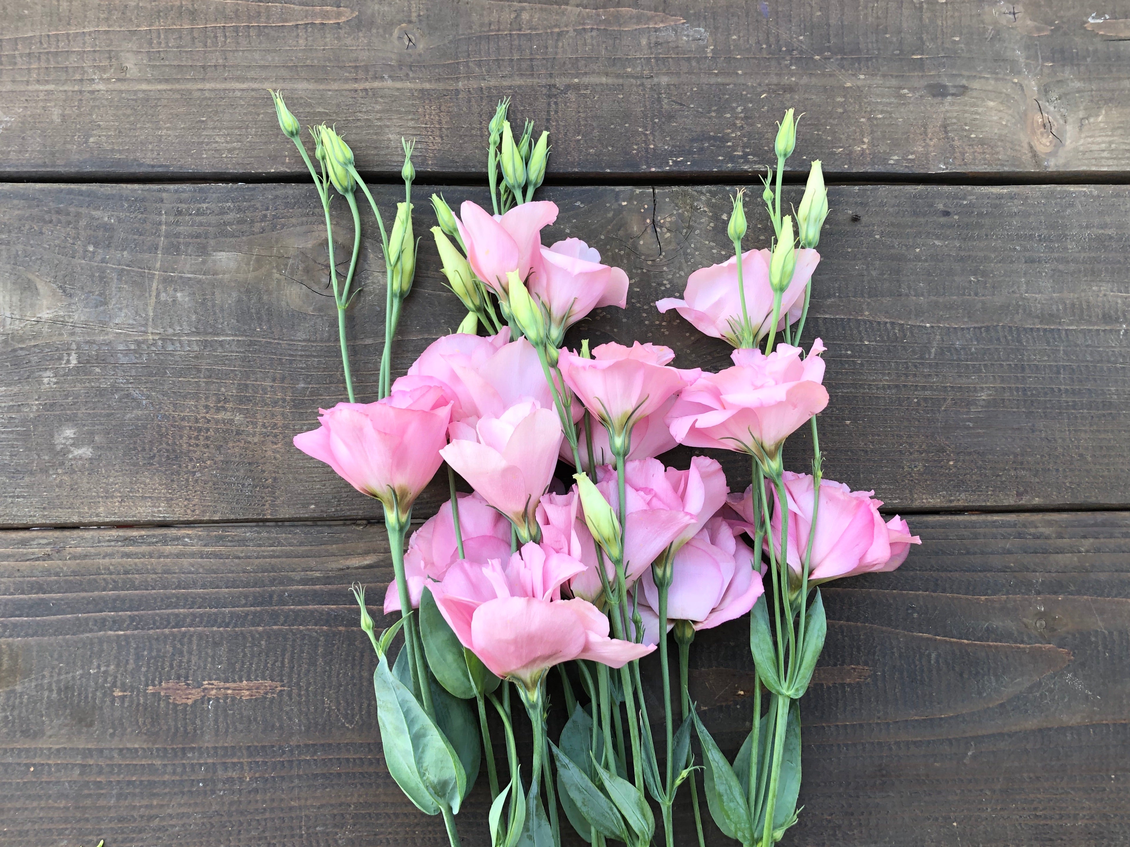Lisianthus