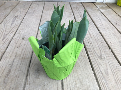 6” Tulip Bulbs