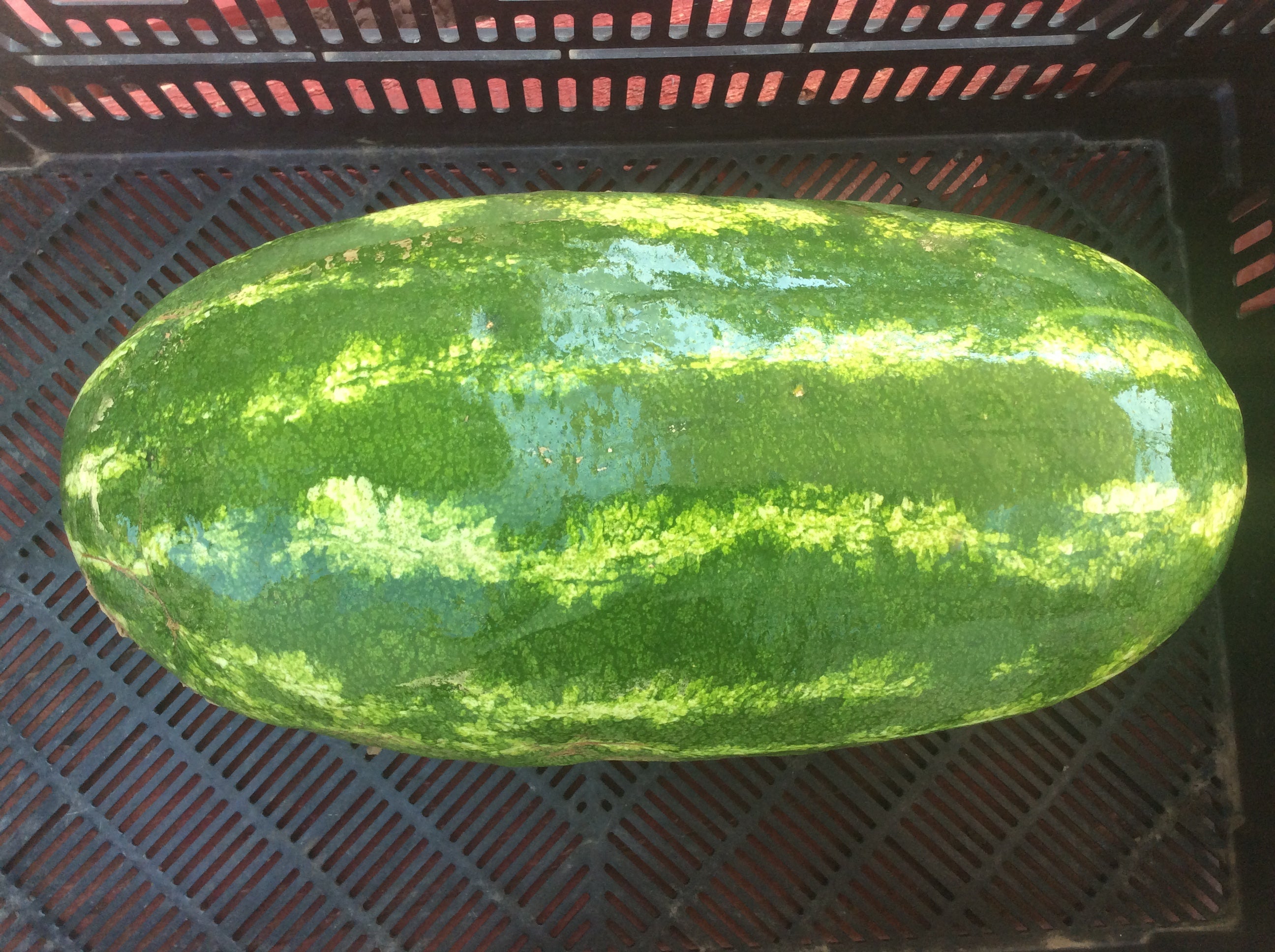 Local Watermelon