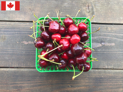Local Sweet Cherries