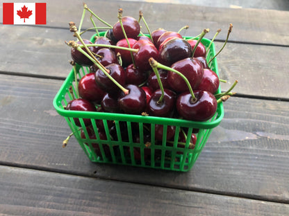 Local Sweet Cherries