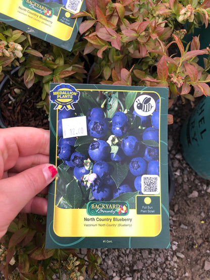 North Country Blueberry