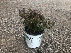 Wine & Roses Weigela