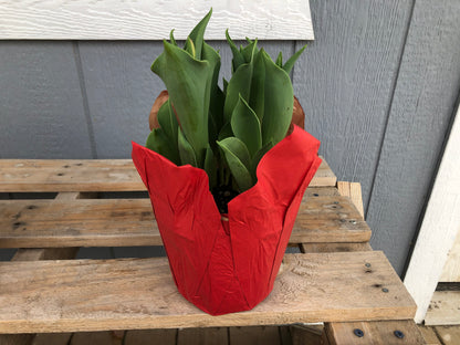 6” Tulip Bulbs