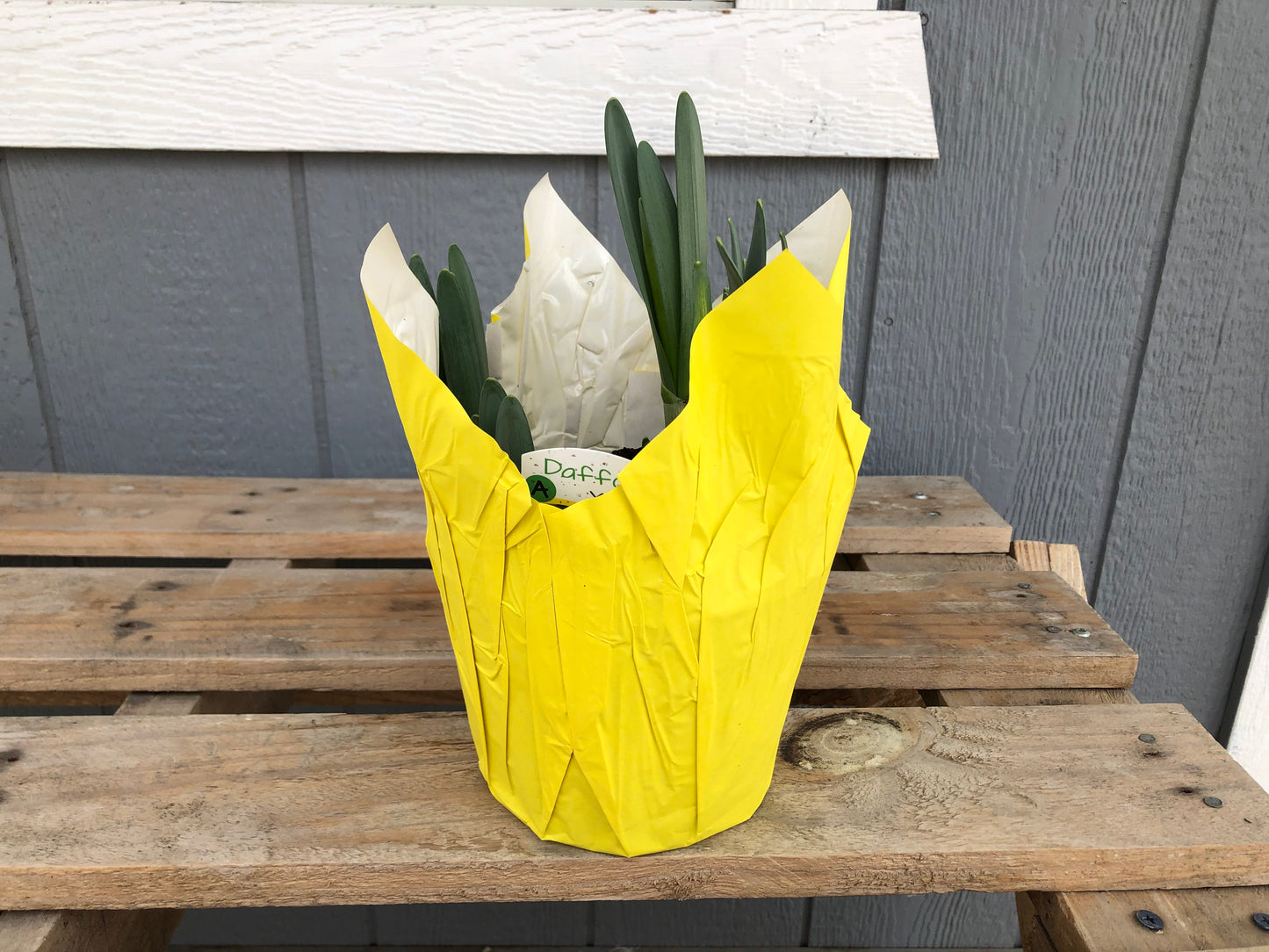 6” Daffodil Bulbs