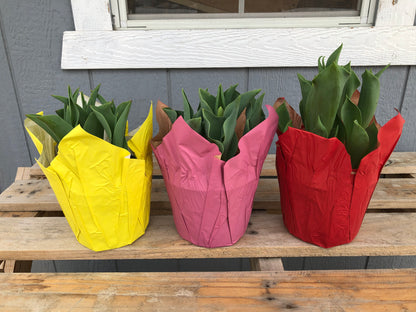 6” Tulip Bulbs