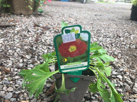Scarlet Iceland Poppy