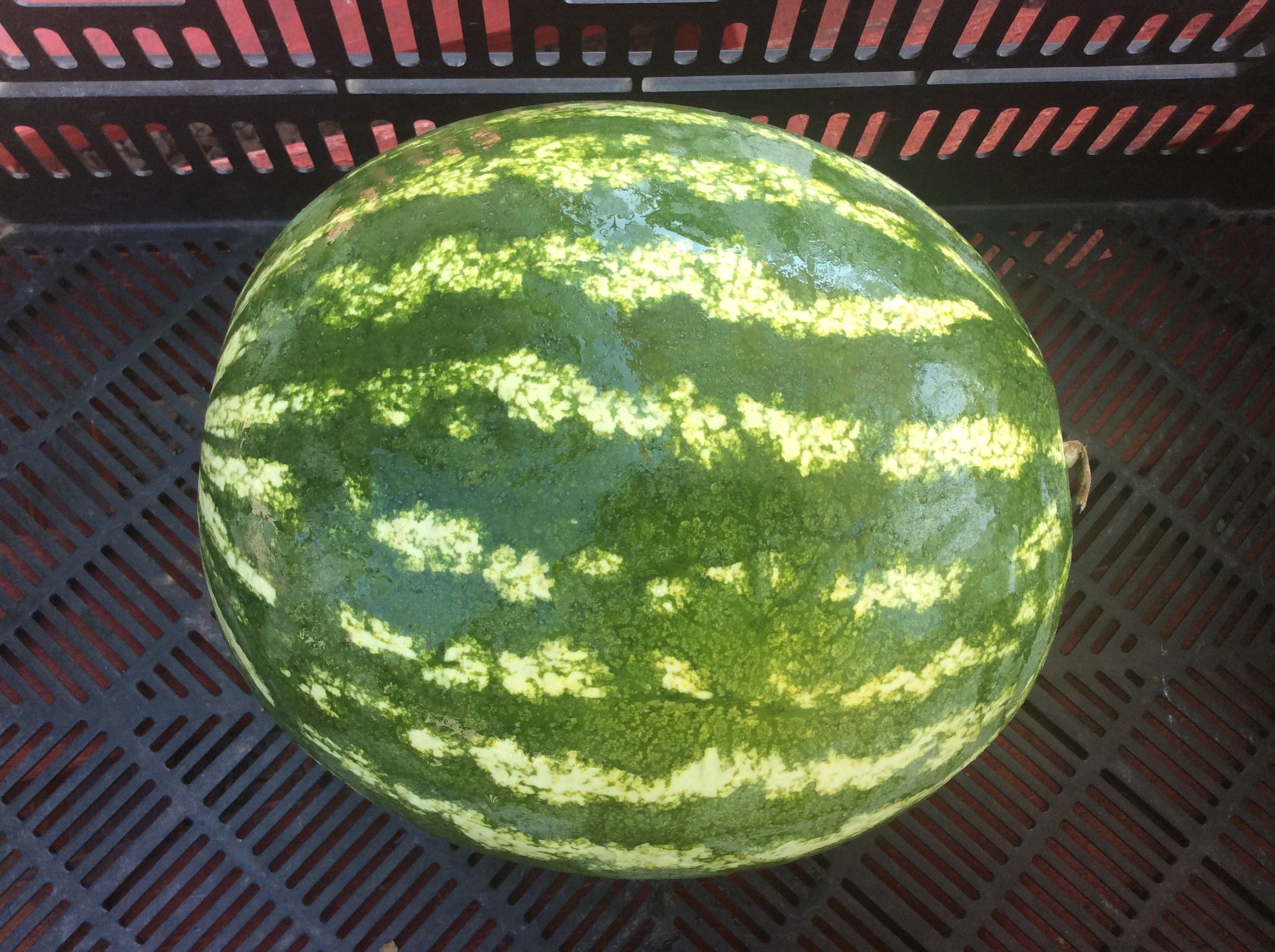 Local Watermelon
