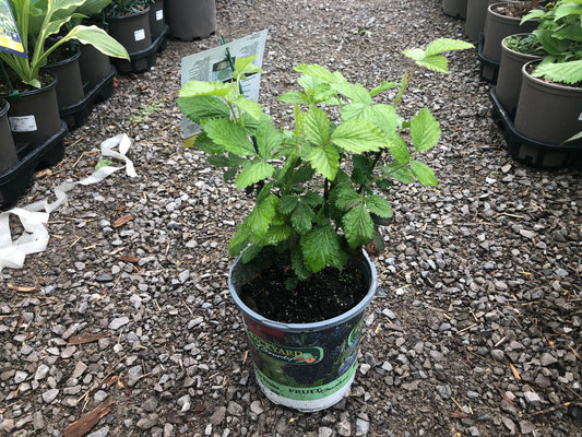 Navaho Thornless Blackberry