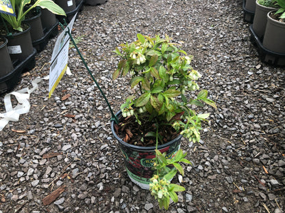 North Country Blueberry