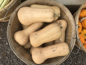 Squash - Local