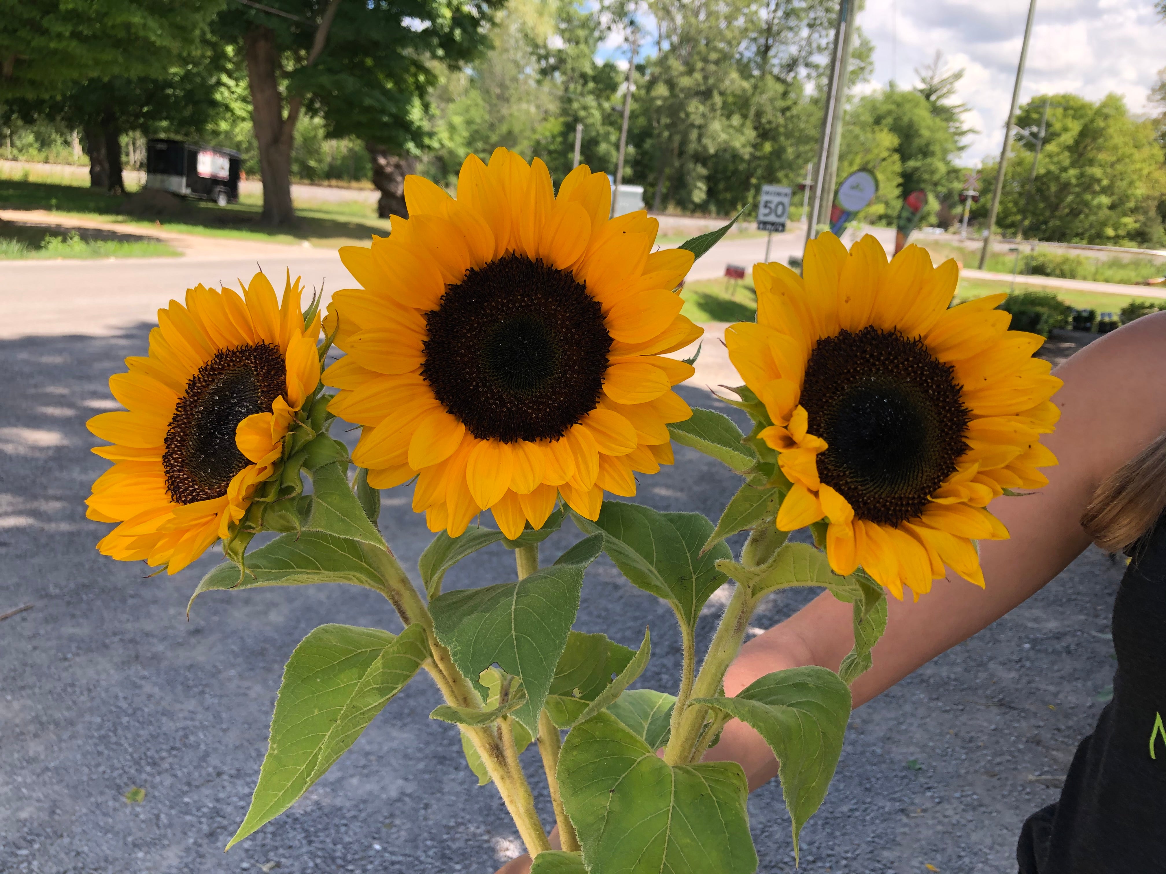 Sunflowers
