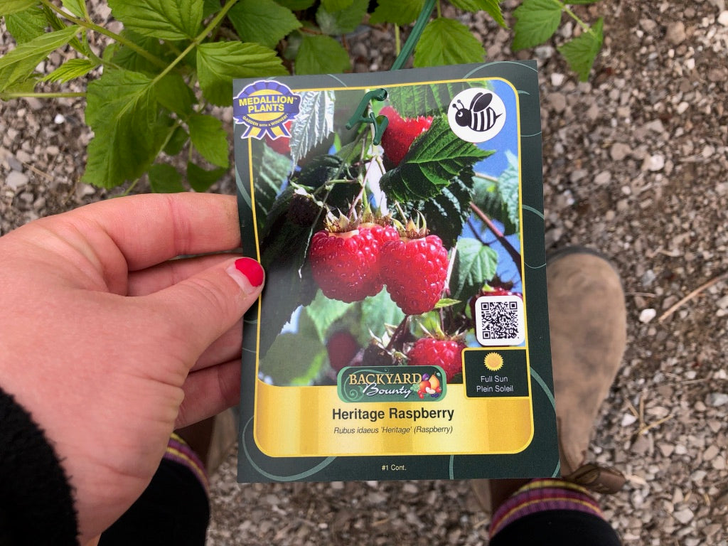 Heritage Raspberry